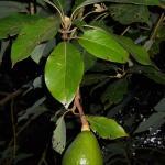 Avokado