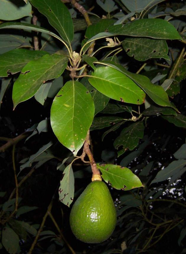 Avokado