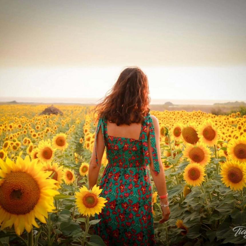 Solsikker i Portugal: Nå blomstrer sommerens vakreste motiv